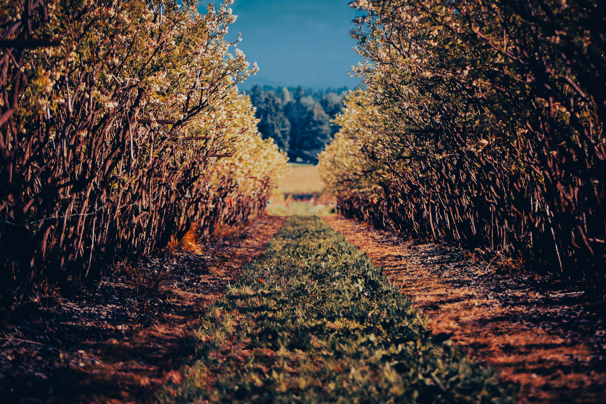 A grassy alley between berry rows in autumn light