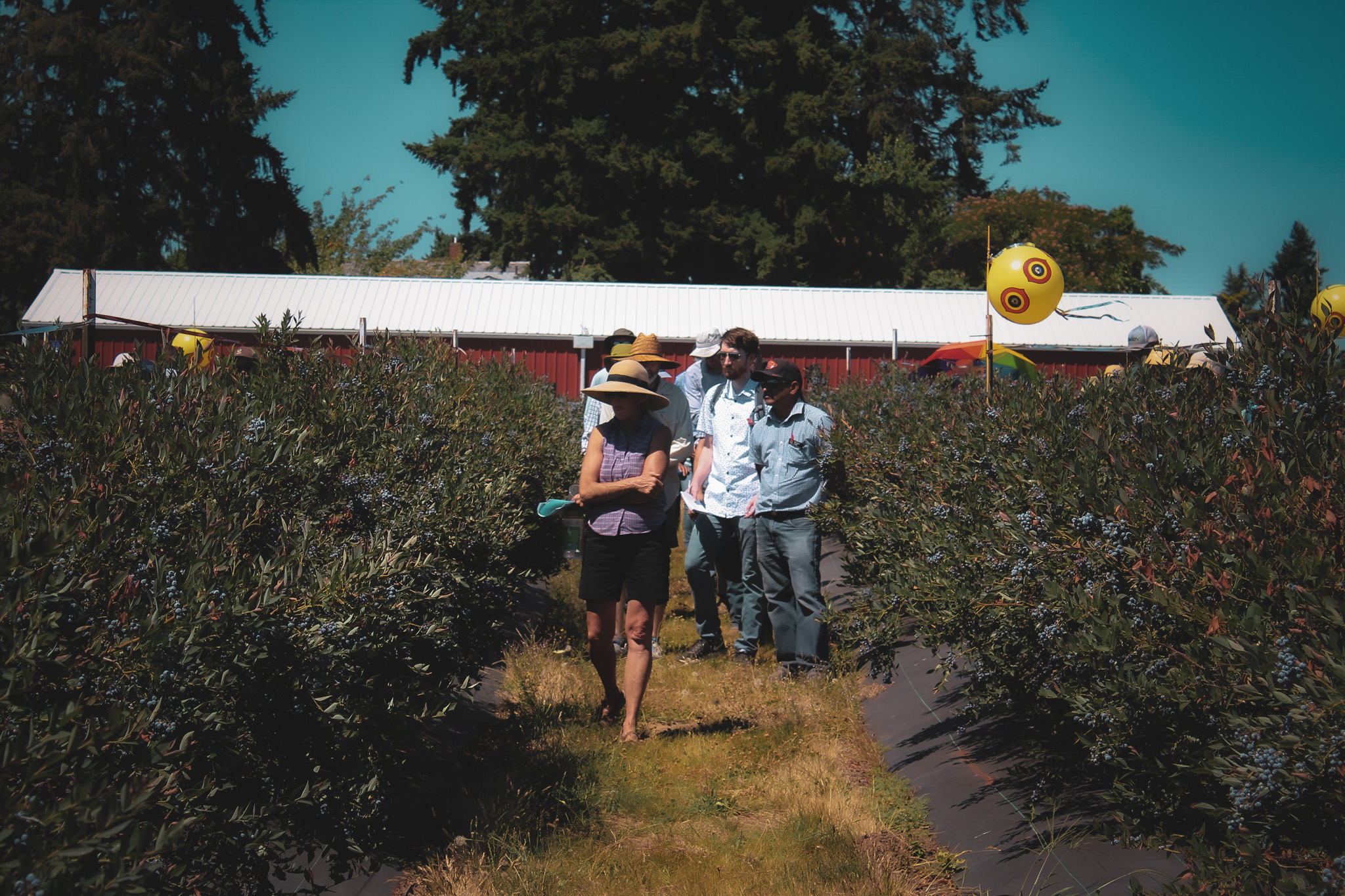 A group of people walking between rows of berry bushes