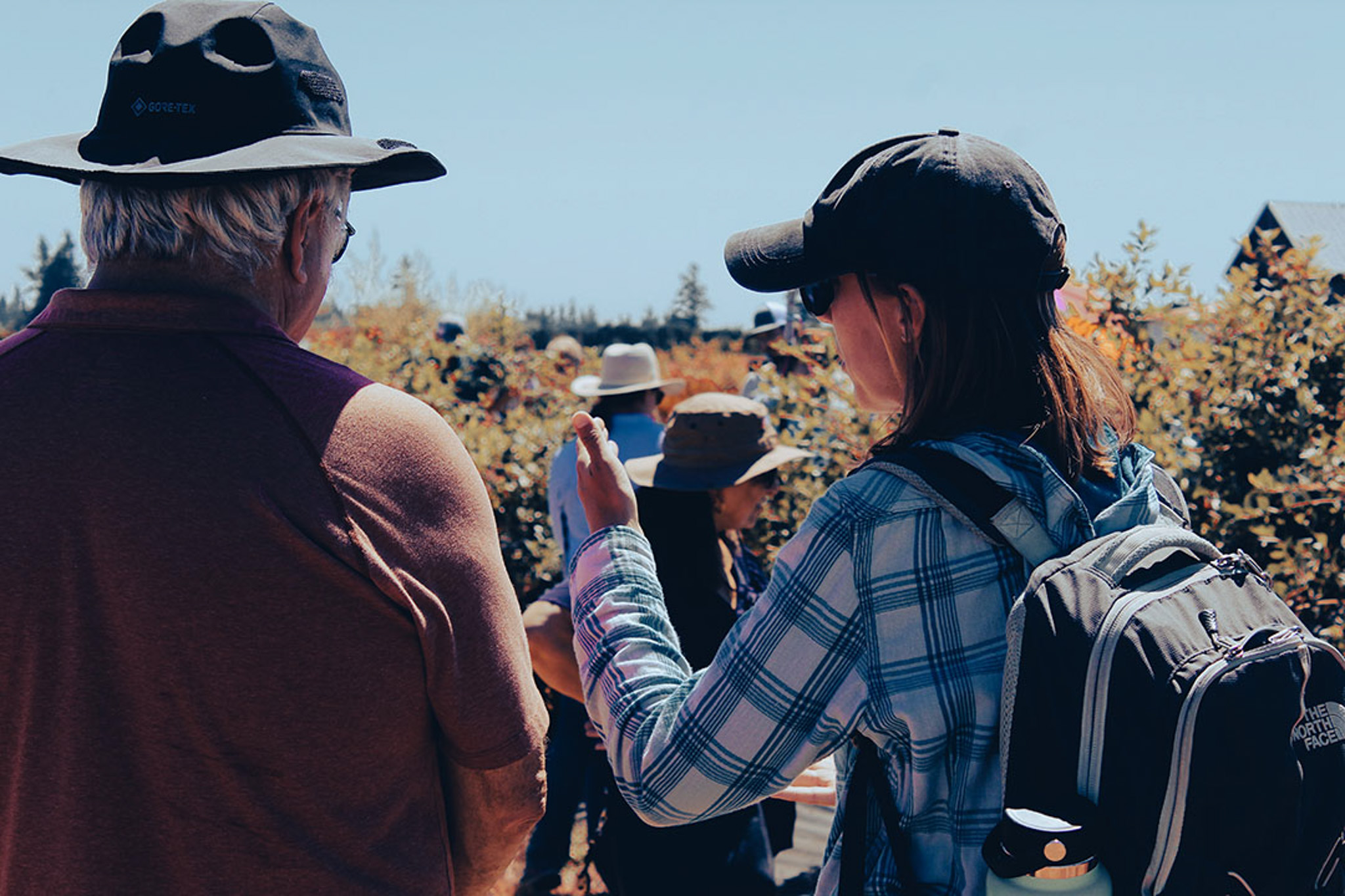 People talking together among berry bushes on a sunny day