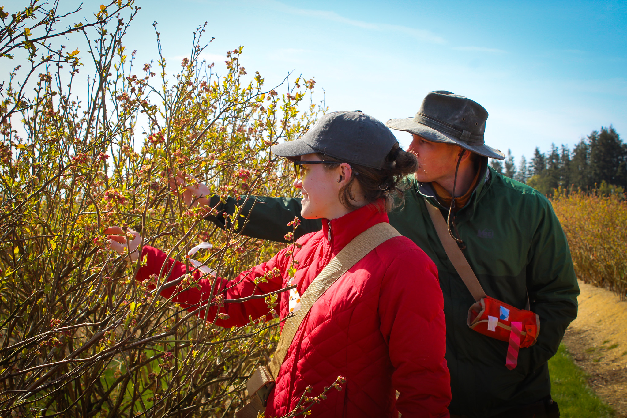 Two people examining branches of berry plants in a field