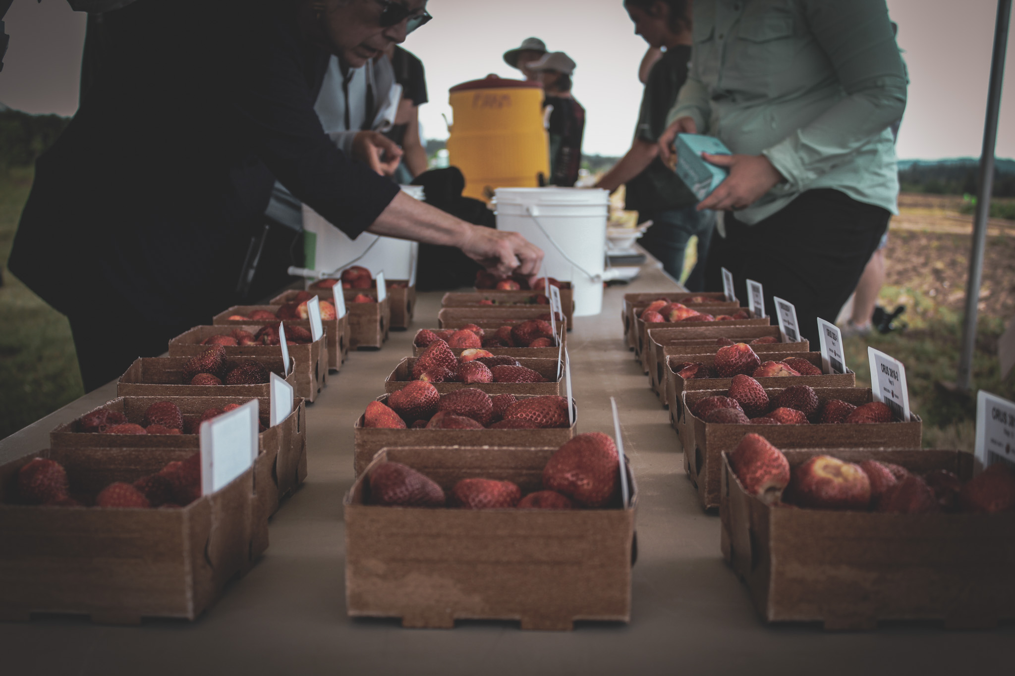 Strawberry baskets arranged on a table under an outdoor canopy