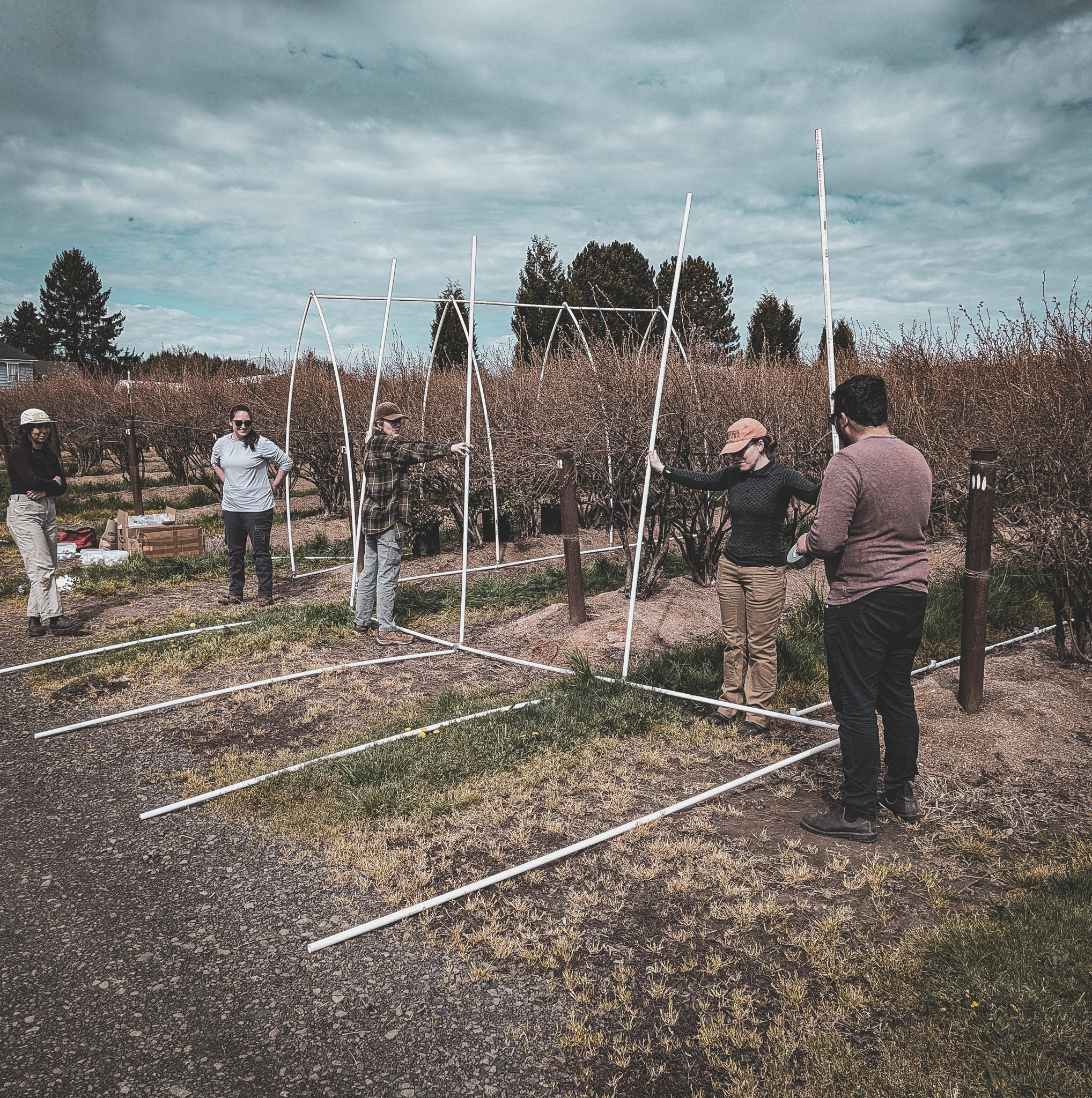 Five people standing around a white pipe frame being assembled on the ground beside rows of leafless berry bushes, under a cloudy sky