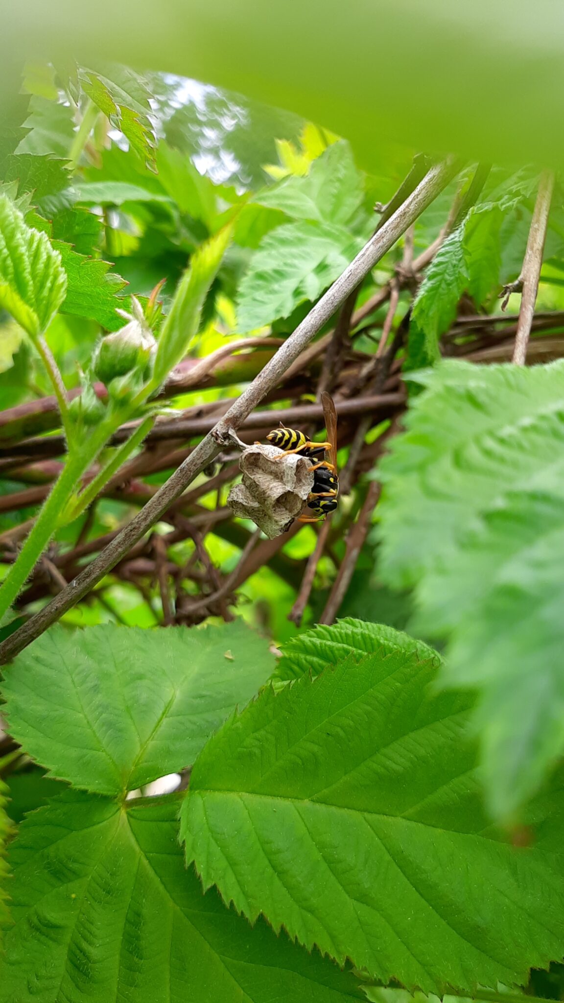 Small Fruit Update Week 18, 2024 - Northwest Berry Foundation