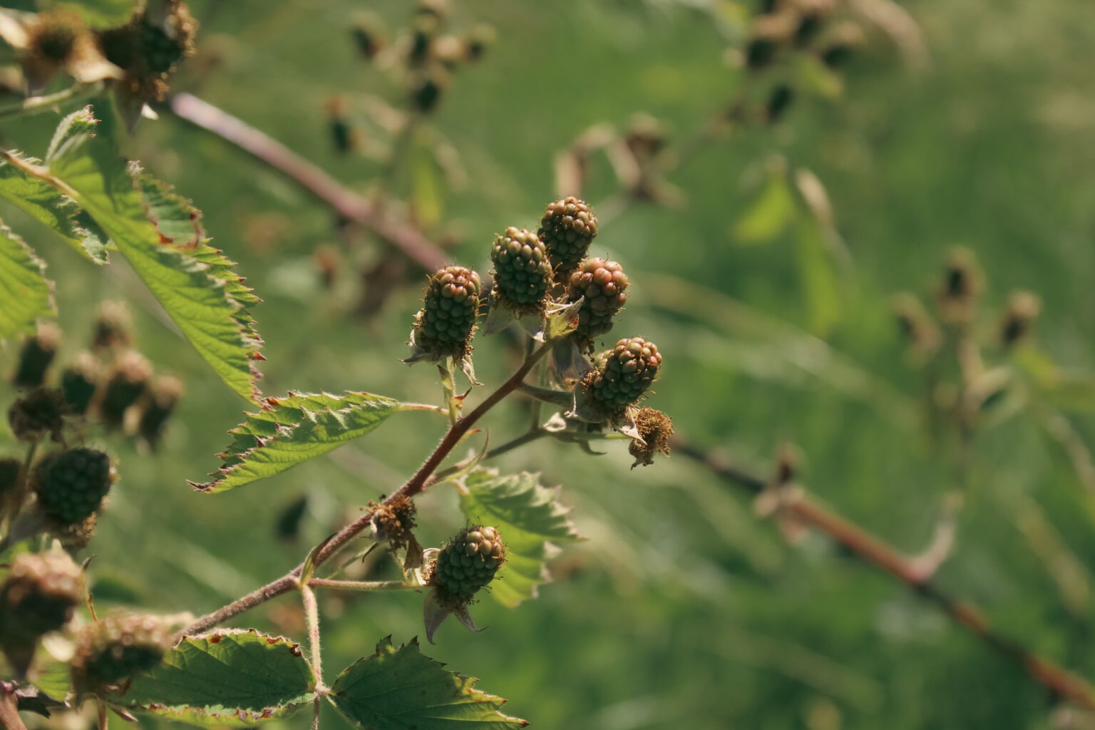 Small Fruit Update Week 25, 2024 - Northwest Berry Foundation