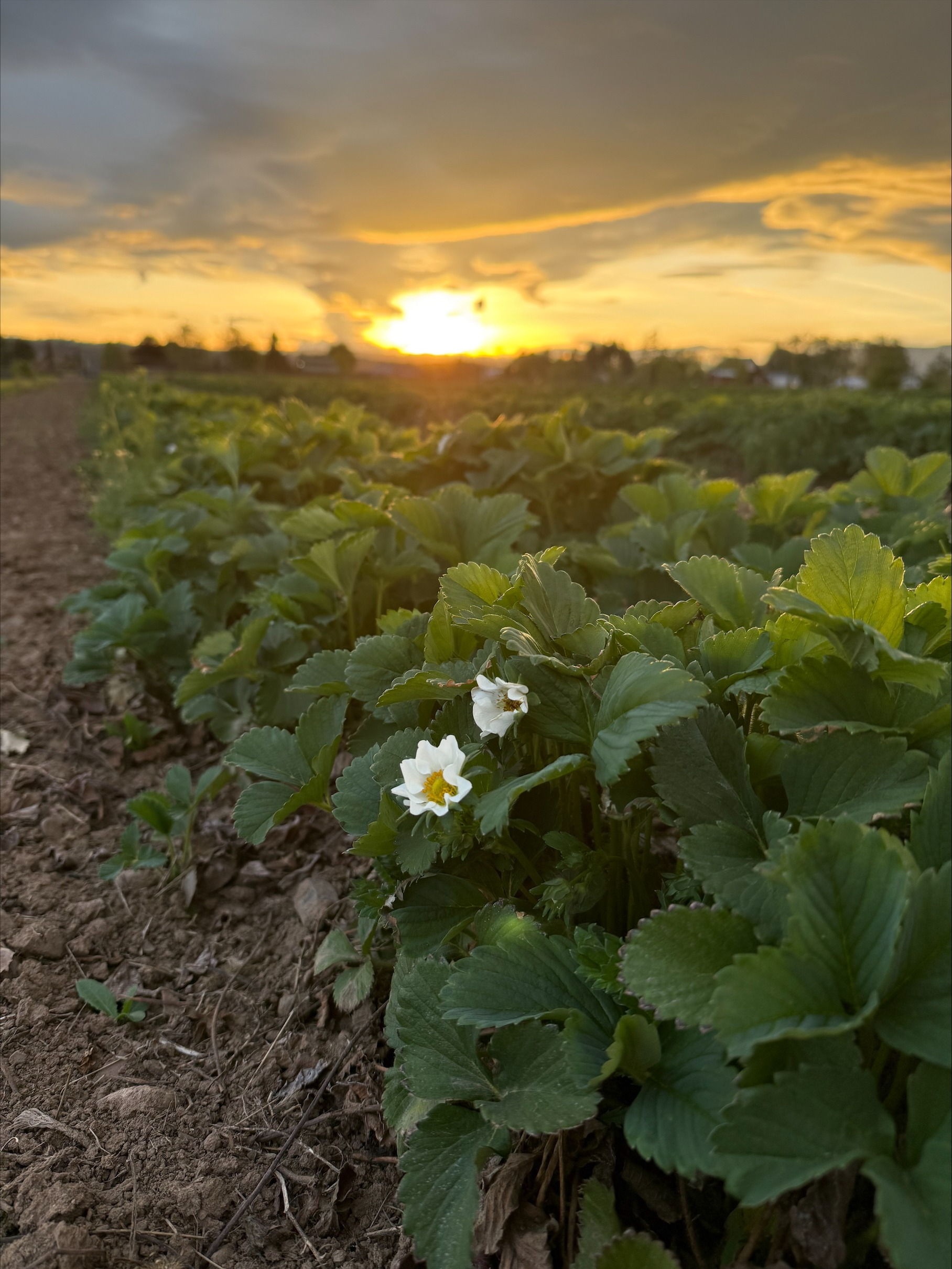 sweet sunrise strawberries